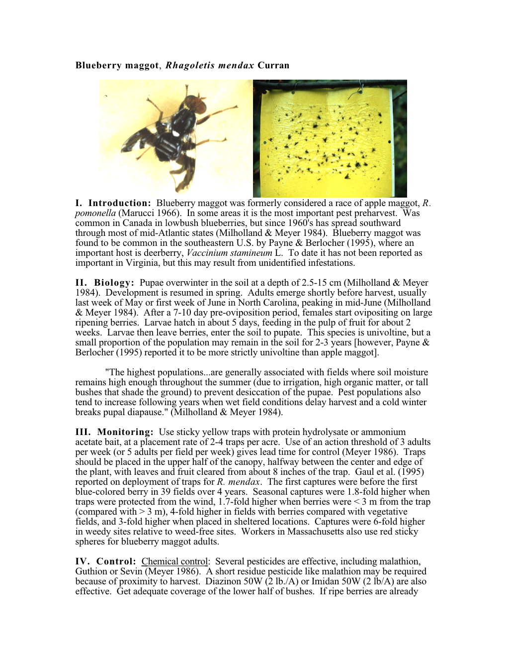 Blueberry Maggot, Rhagoletis Mendax Curran I. Introduction