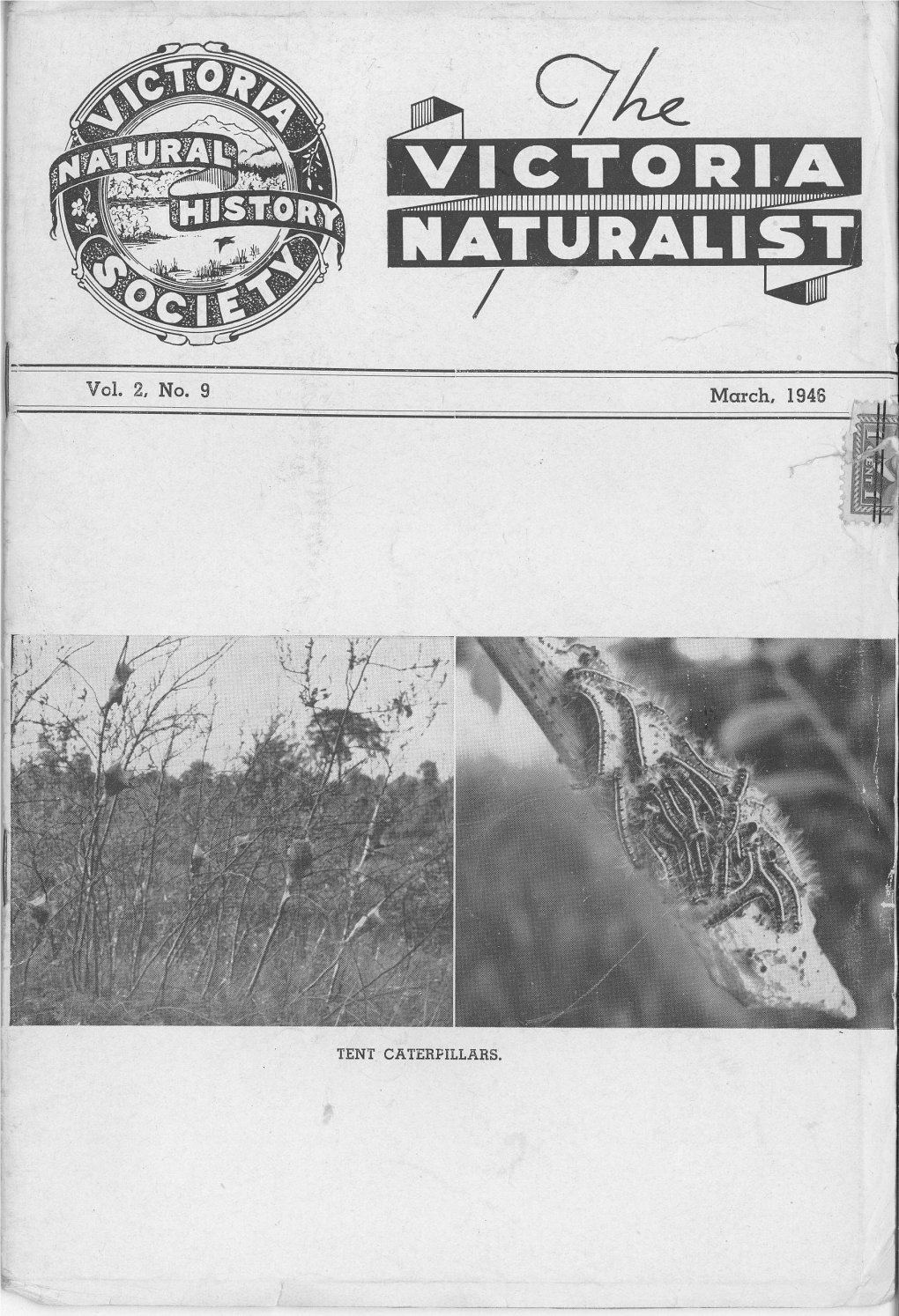TENT CATERPILLARS. 135 the "VICTORIA NATURALIST Published by the Victoria Natural History Society