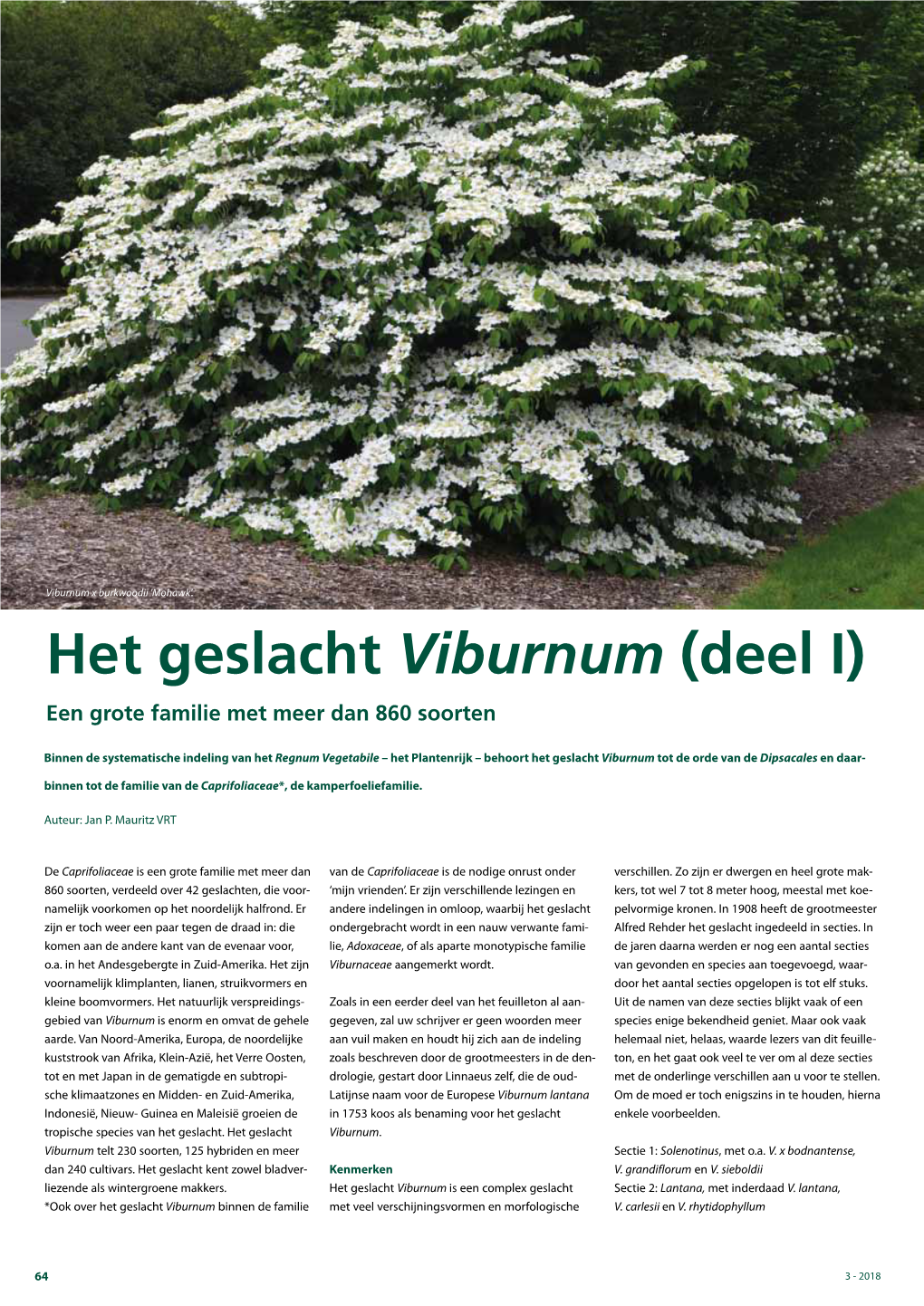 Het Geslacht Viburnum (Deel I) Een Grote Familie Met Meer Dan 860 Soorten