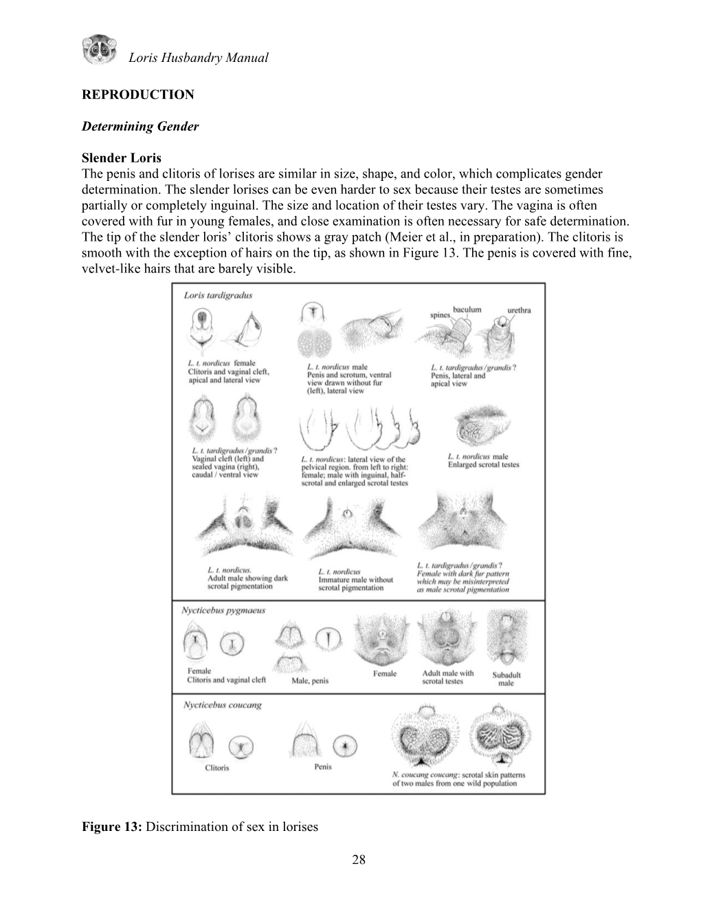 Loris Husbandry Manual REPRODUCTION Determining