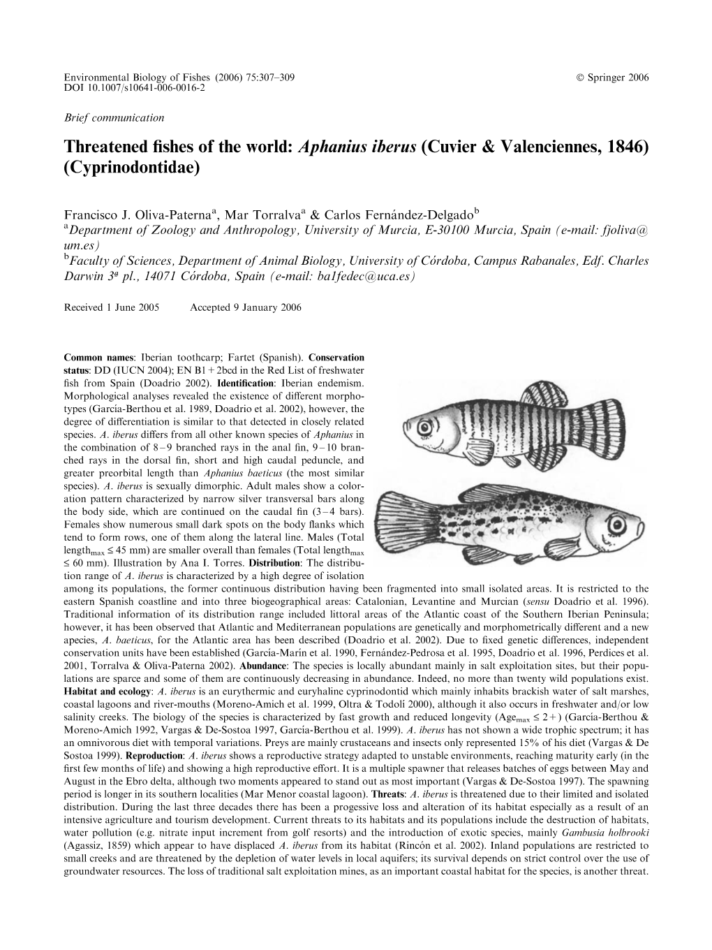 Aphanius Iberus (Cuvier & Valenciennes, 1846) (Cyprinodontidae)