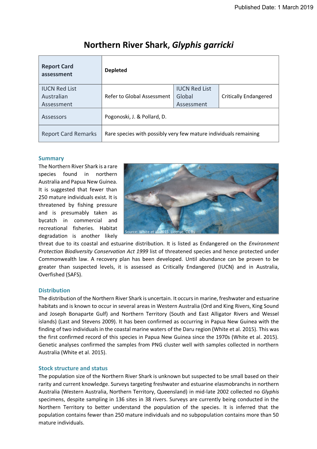 Northern River Shark, Glyphis Garricki