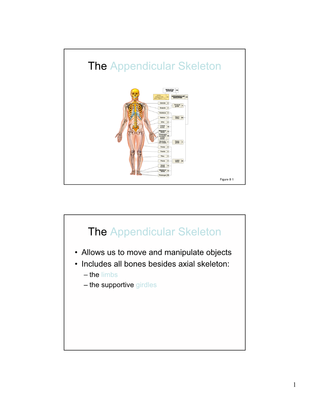 The Appendicular Skeleton the Appendicular Skeleton