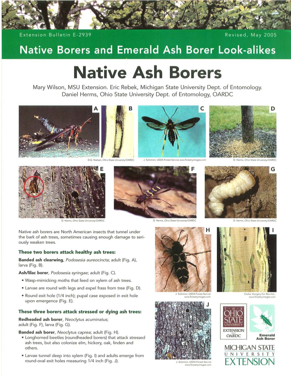 Native Ash Borers (PDF)