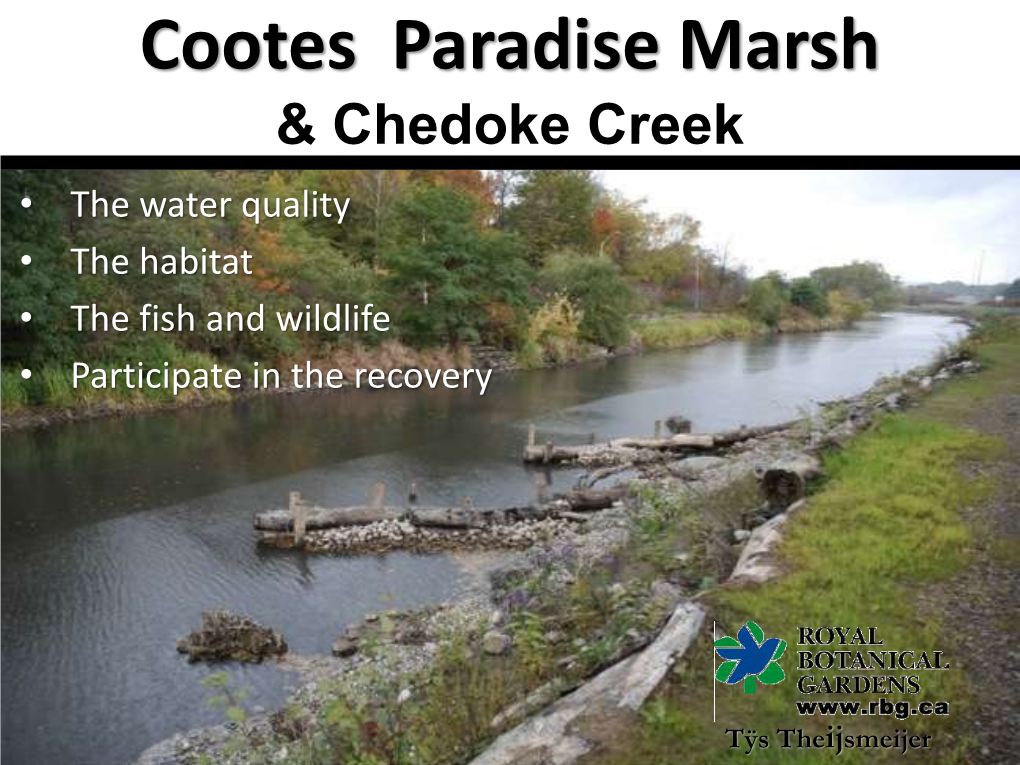 Cootes Paradise Marsh & Chedoke Creek • the Water Quality • the Habitat • the Fish and Wildlife • Participate in the Recovery