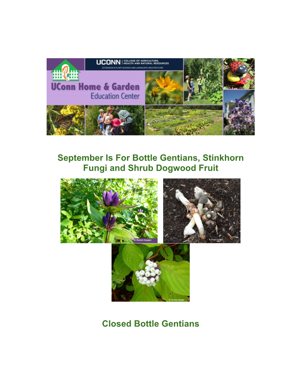 September Is for Bottle Gentians, Stinkhorn Fungi and Shrub Dogwood Fruit