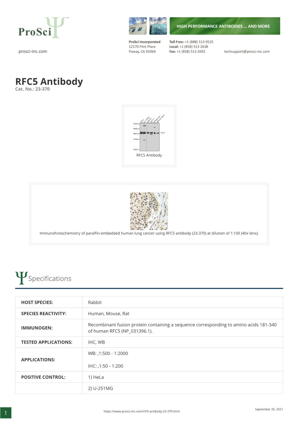 RFC5 Antibody Cat