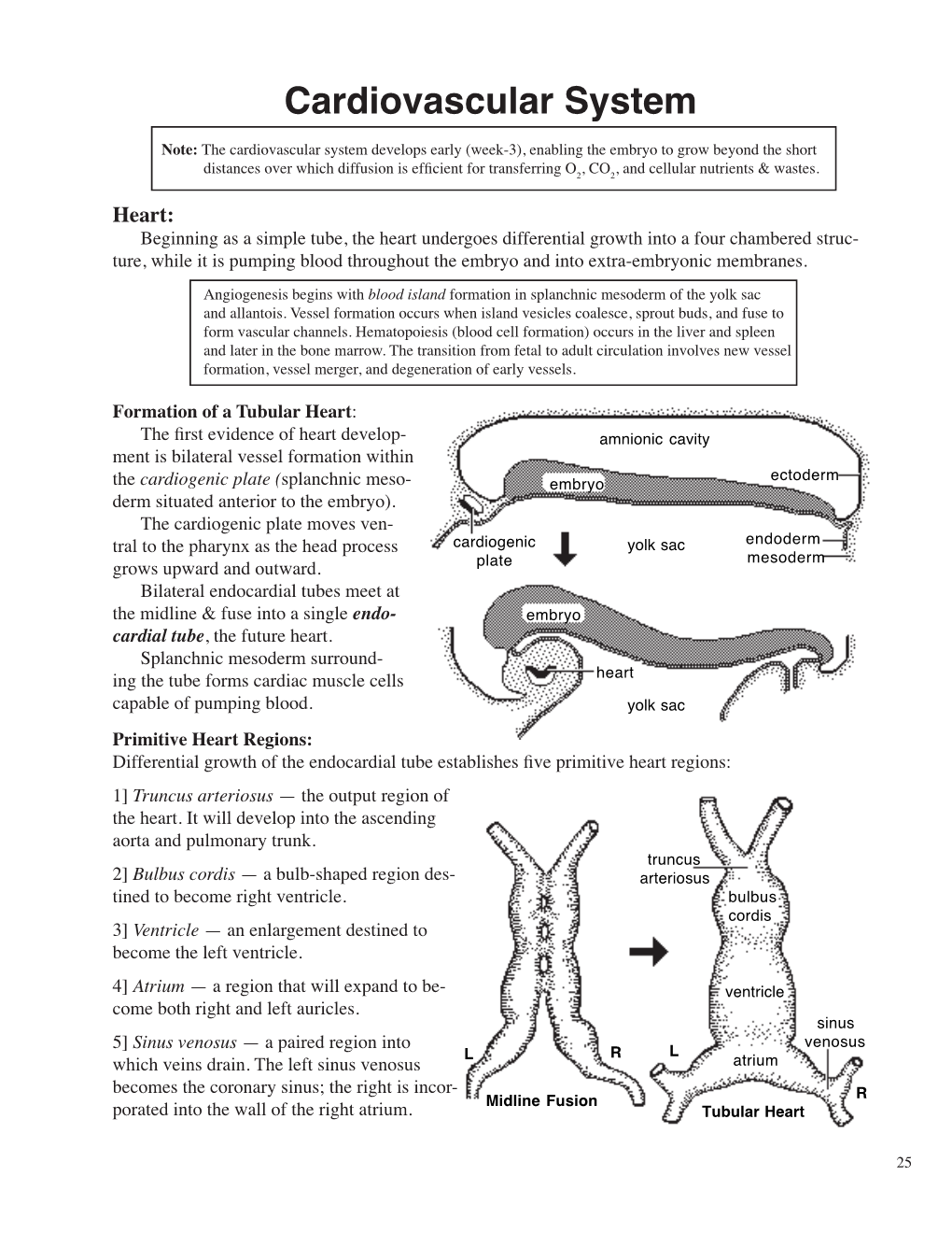 Cardiovascular System Note: the Cardiovascular System Develops Early (Week-3), Enabling the Embryo to Grow Beyond the Short