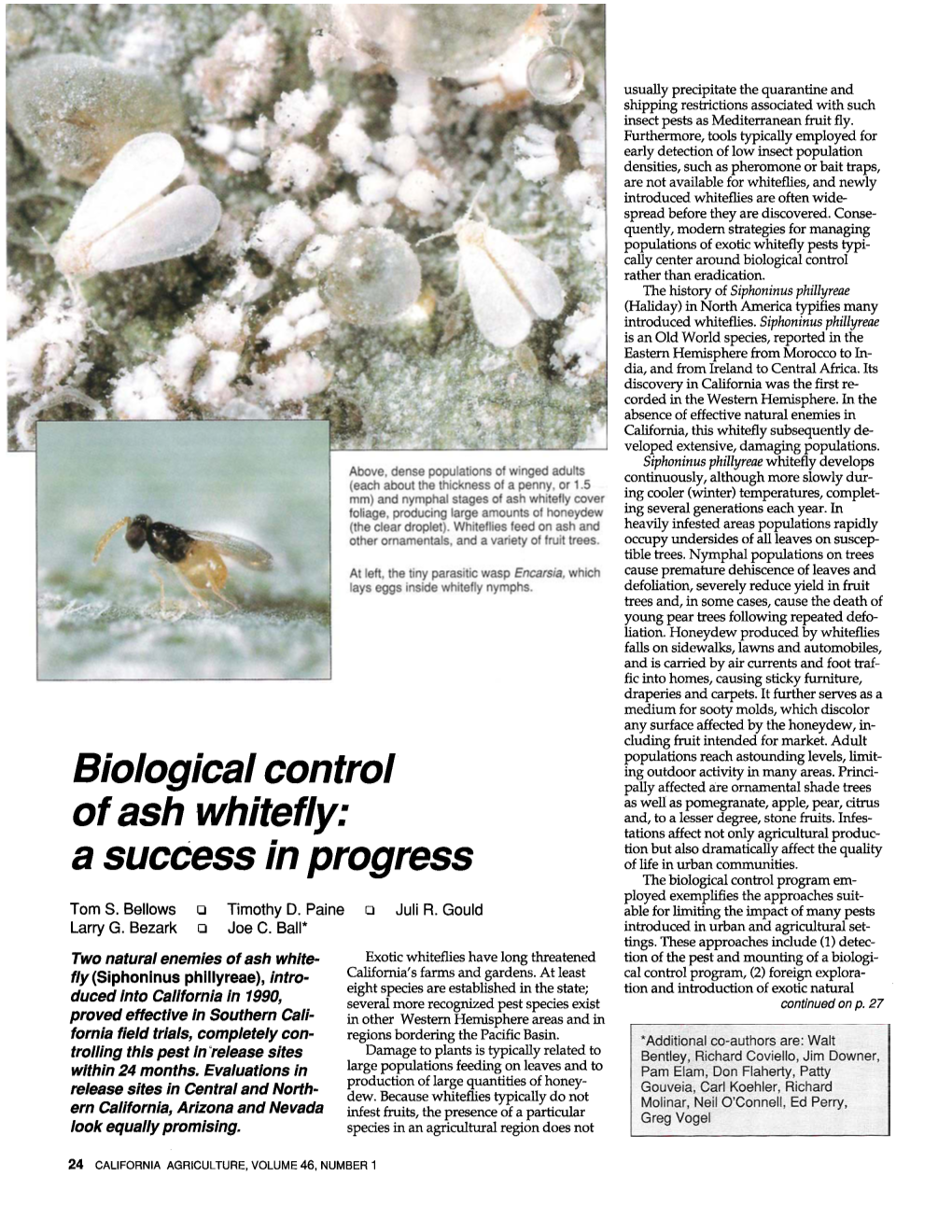 Biological Control of Ash Whitefly