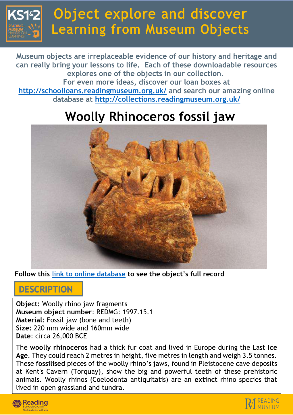 Woolly Rhinoceros Fossil Jaw