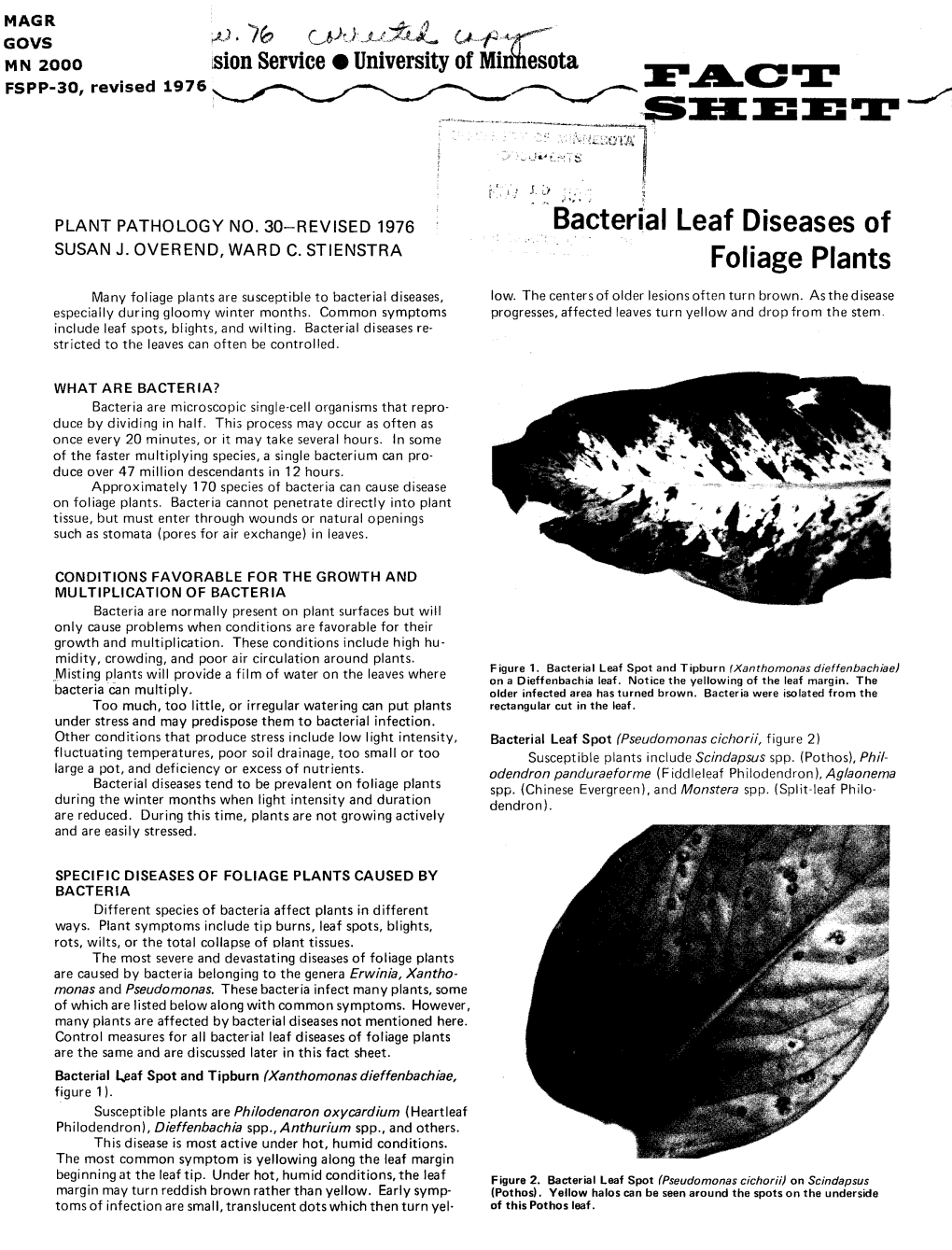 Bacterial Leaf Diseases of Foliage Plants Are the Same and Are Discussed Later in This Fact Sheet