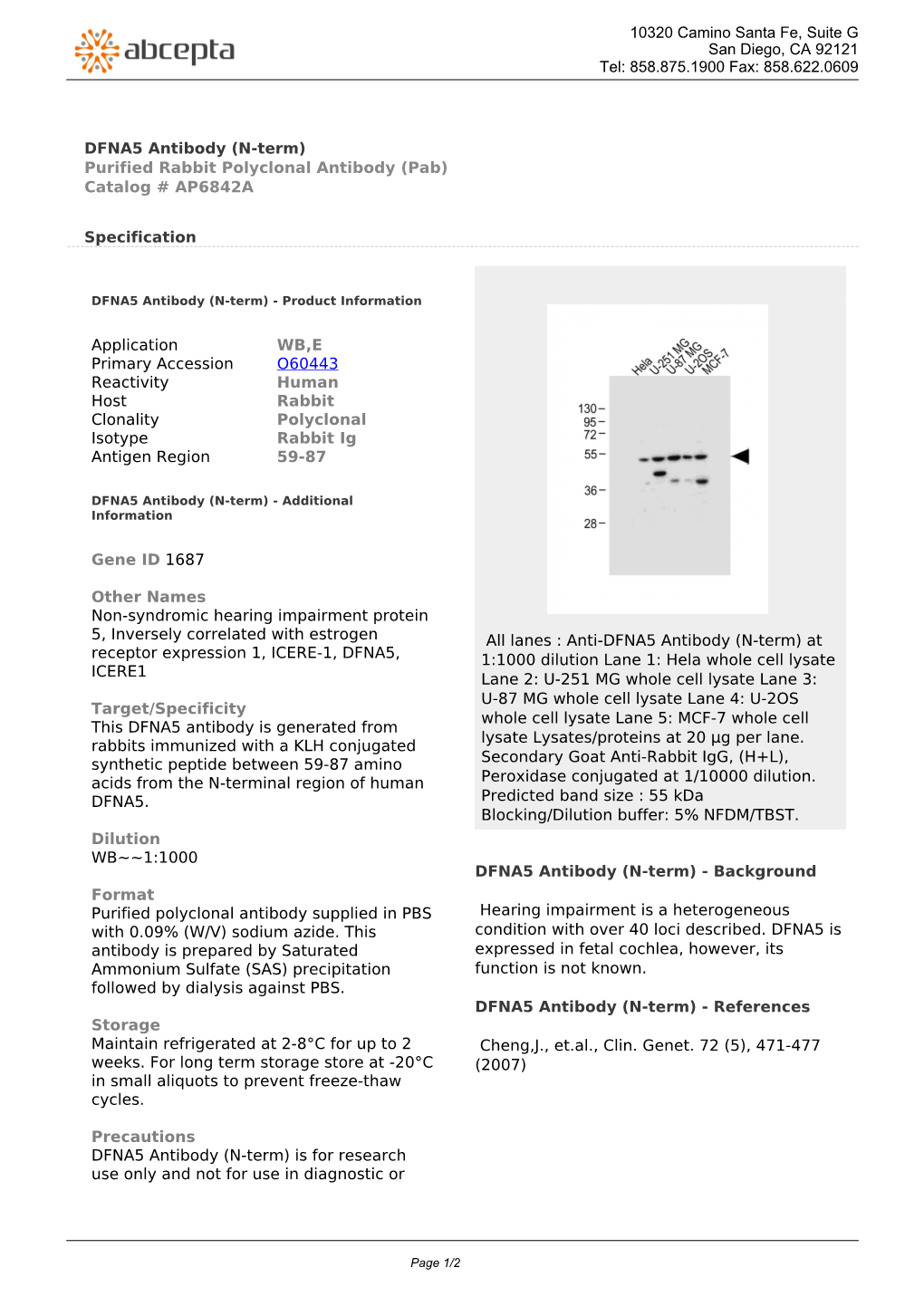 DFNA5 Antibody (N-Term) Purified Rabbit Polyclonal Antibody (Pab) Catalog # AP6842A