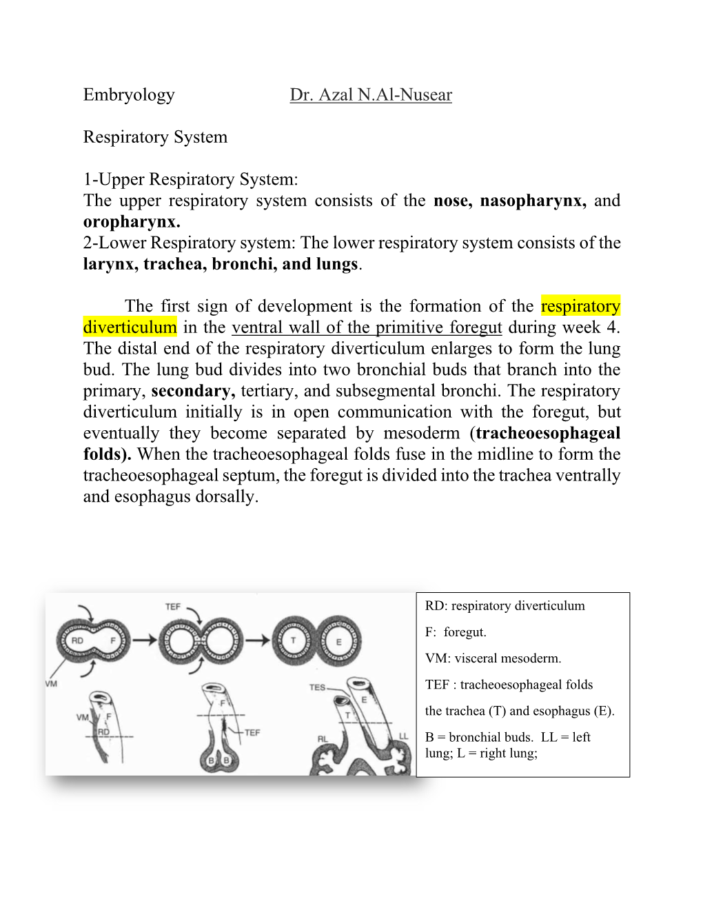 Embryology Dr. Azal N.Al-Nusear Respiratory System 1-Upper