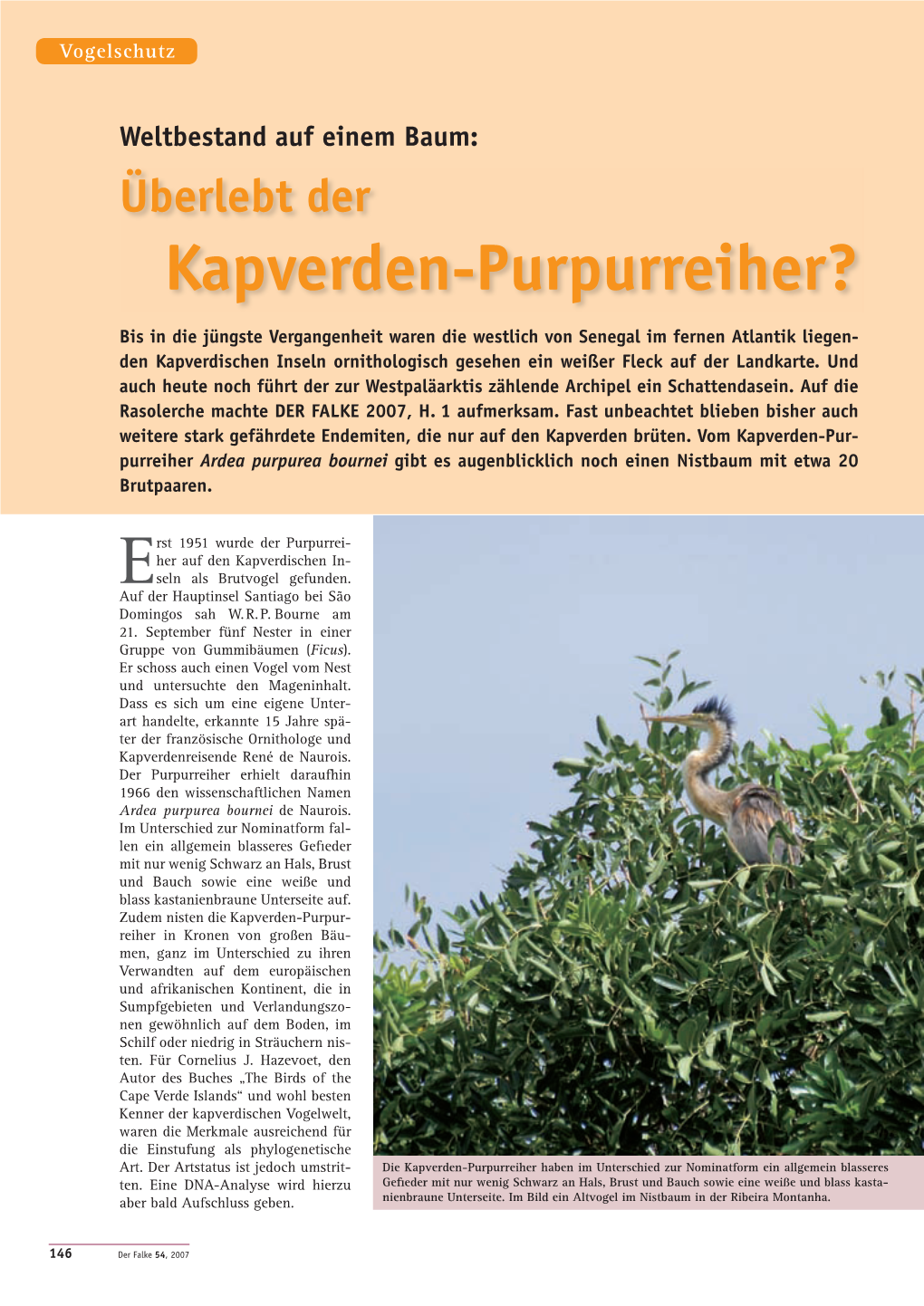 Kapverden-Purpurreiher?