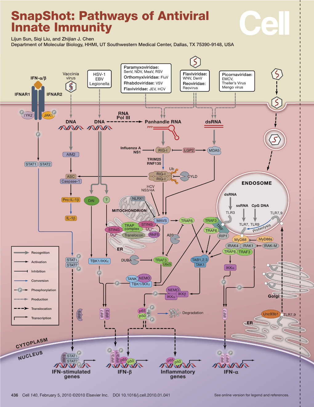 Snapshot: Pathways of Antiviral Innate Immunity Lijun Sun, Siqi Liu, and Zhijian J