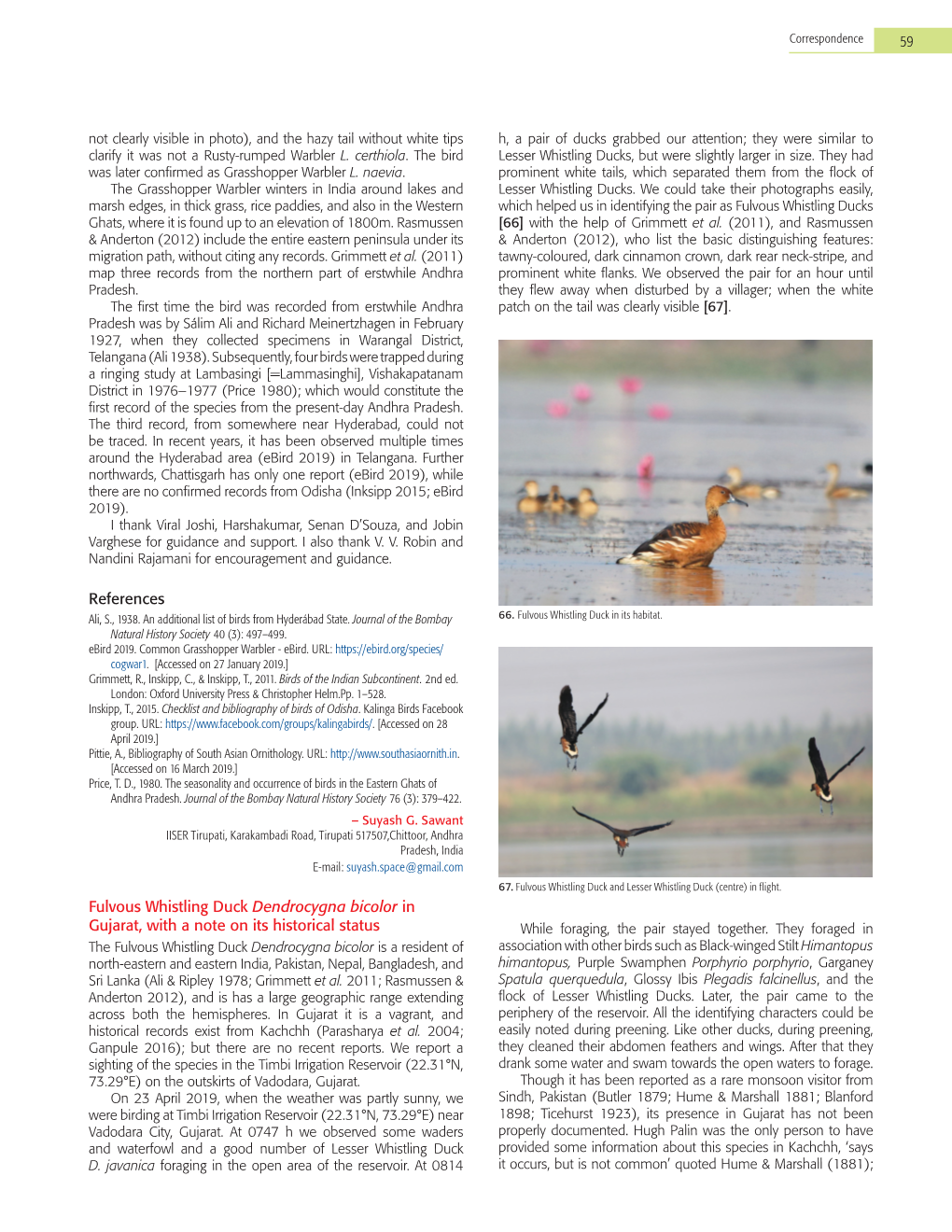 Fulvous Whistling Duck Dendrocygna Bicolor in Gujarat, with a Note on Its Historical Status While Foraging, the Pair Stayed Together