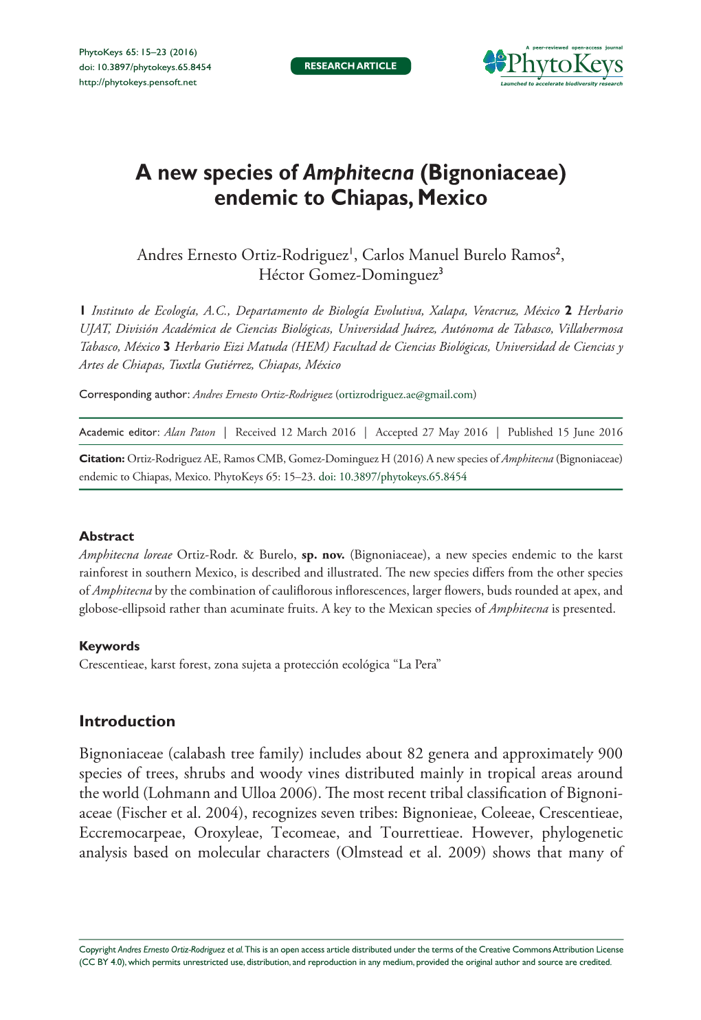 ﻿A New Species of Amphitecna (Bignoniaceae) Endemic To