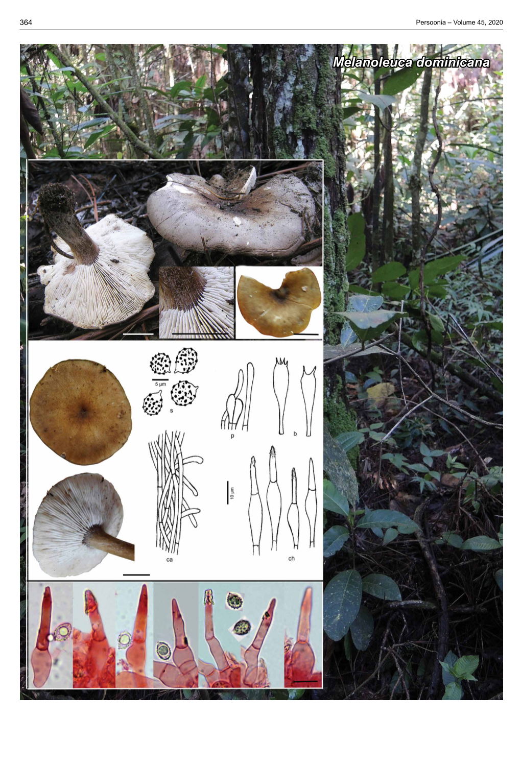 Melanoleuca Dominicana Fungal Planet Description Sheets 365