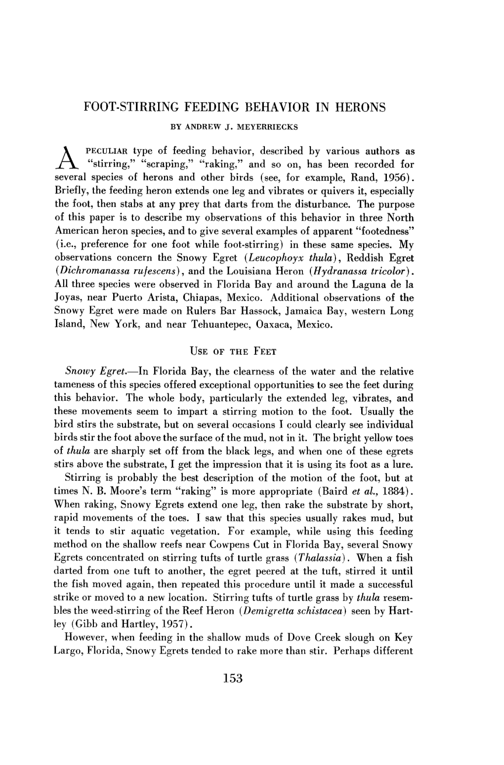 Foot-Stirring Feeding Behavior in Herons