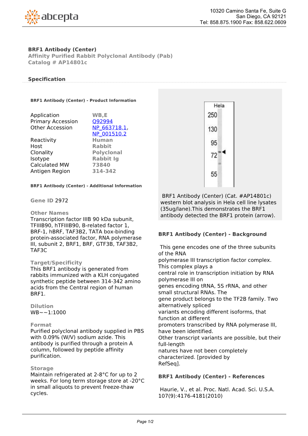 BRF1 Antibody (Center) Affinity Purified Rabbit Polyclonal Antibody (Pab) Catalog # Ap14801c