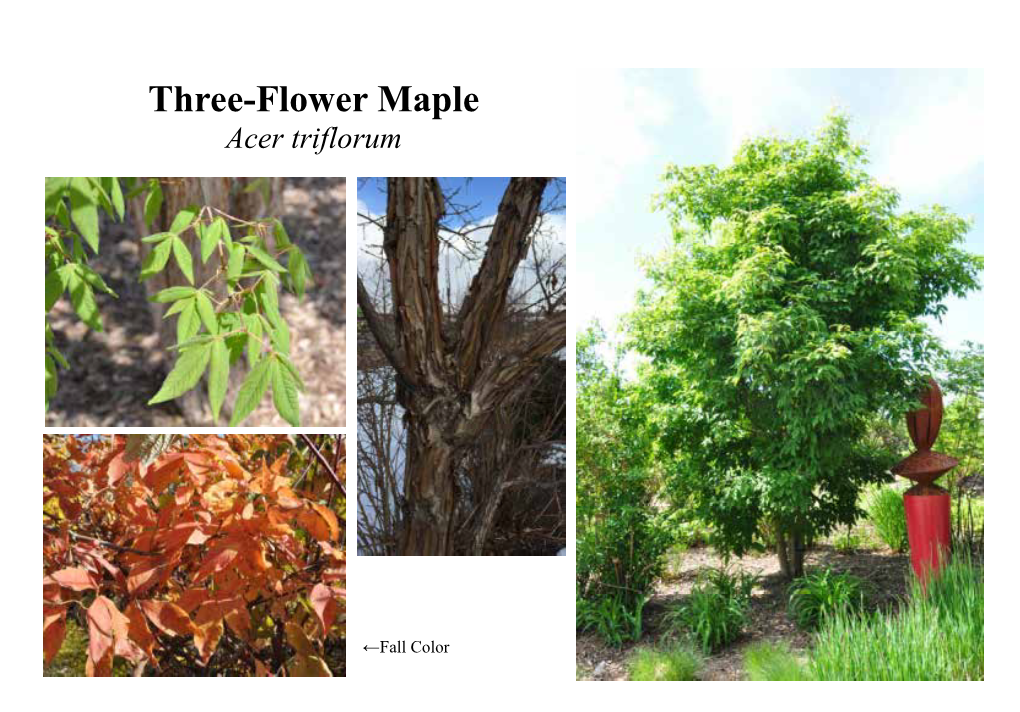 Acer Triflorum