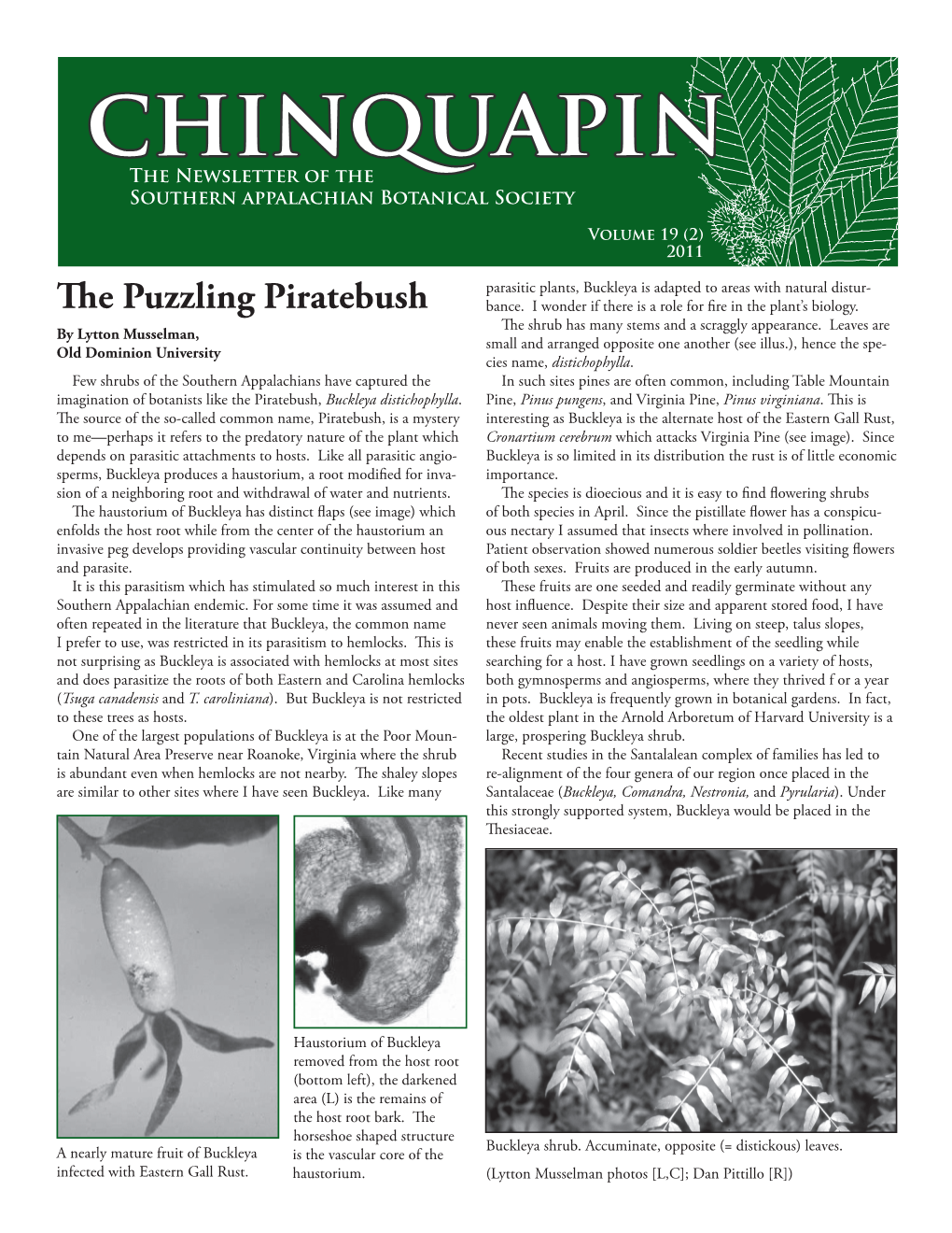 Chinquapin the Newsletter of the Southern Appalachian Botanical Society