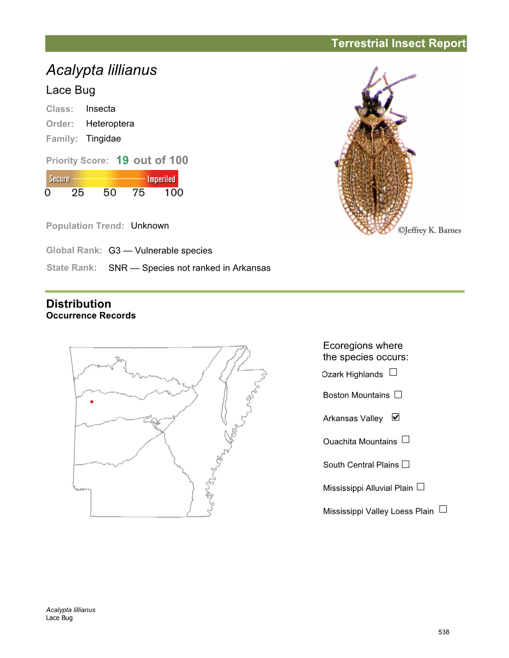 Terrestrial Insect Report Acalypta Lillianus Lace Bug