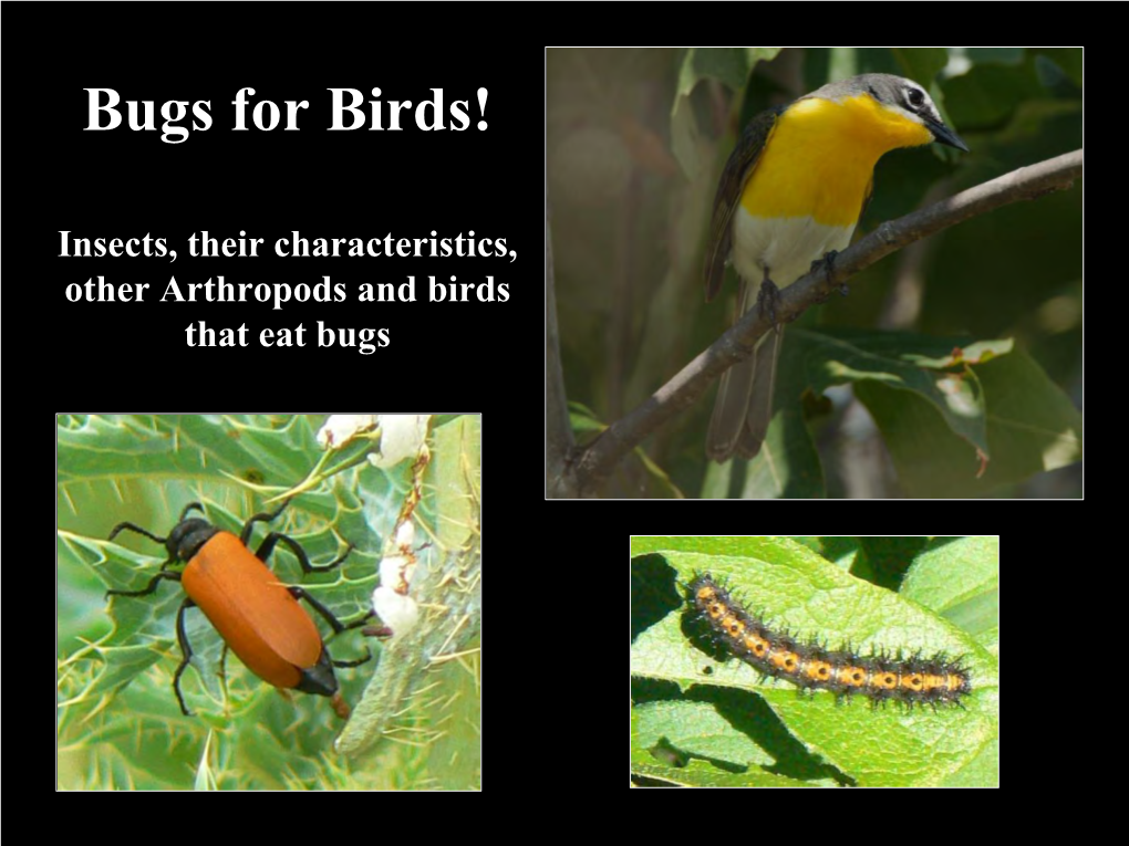 Bugs for Birds! Insects, Their Characteristics, Other Arthropods