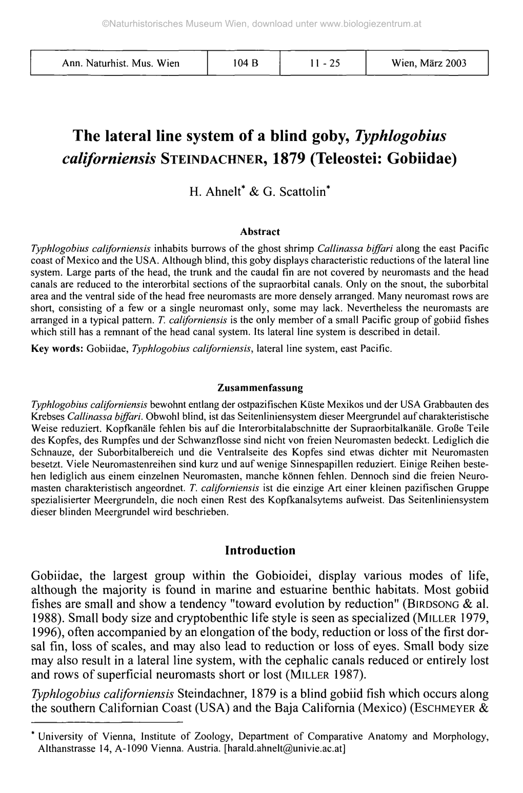 The Lateral Line System of a Blind Goby, Typhlogobius Californiensis STEINDACHNER, 1879 (Teleostei: Gobiidae)