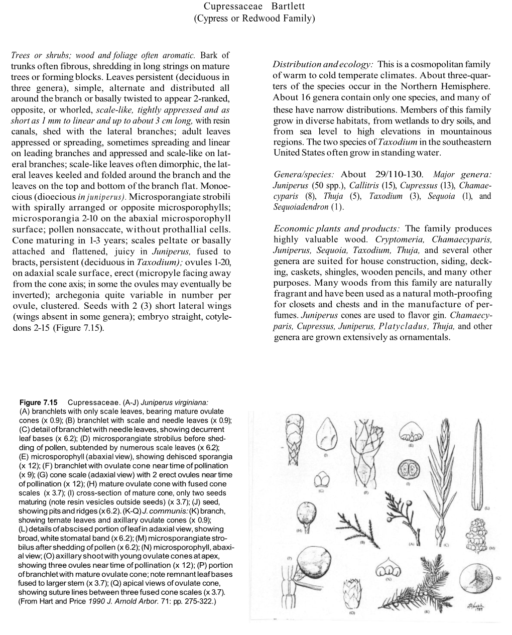 Cupressaceae Bartlett (Cypress Or Redwood Family)