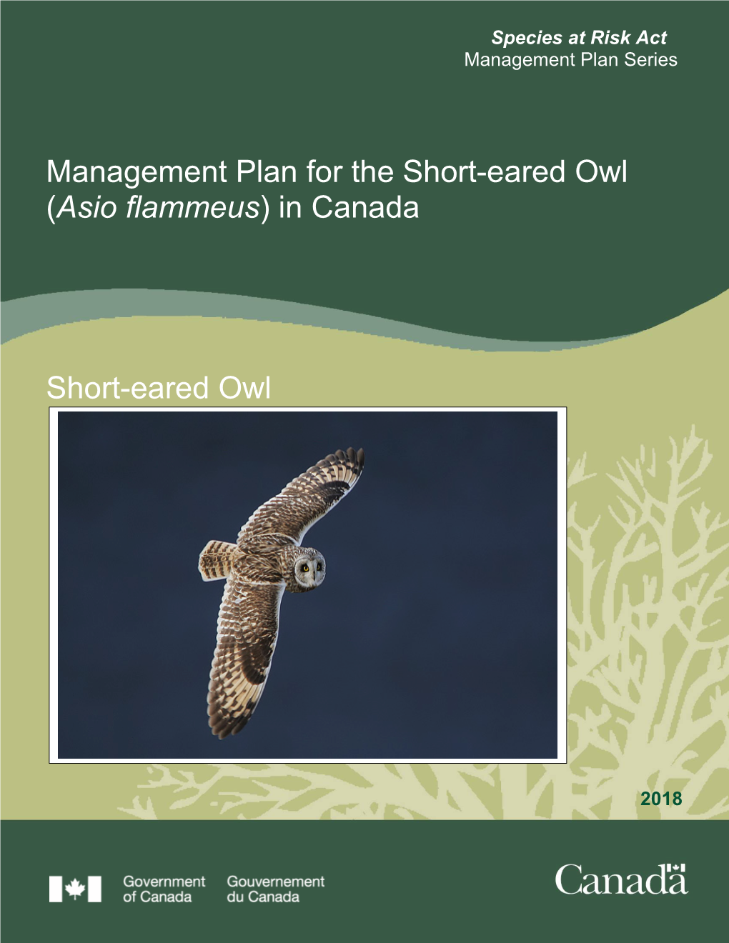 Short-Eared Owl (Asio Flammeus) in Canada