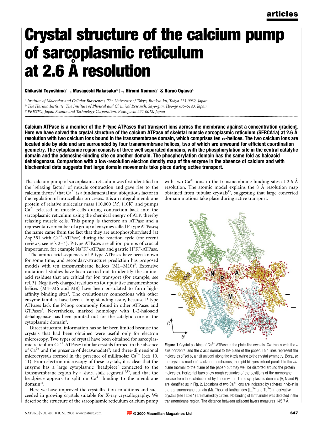 Crystal Structure of the Calcium Pump of Sarcoplasmic Reticulum at 2.6 AÊ Resolution