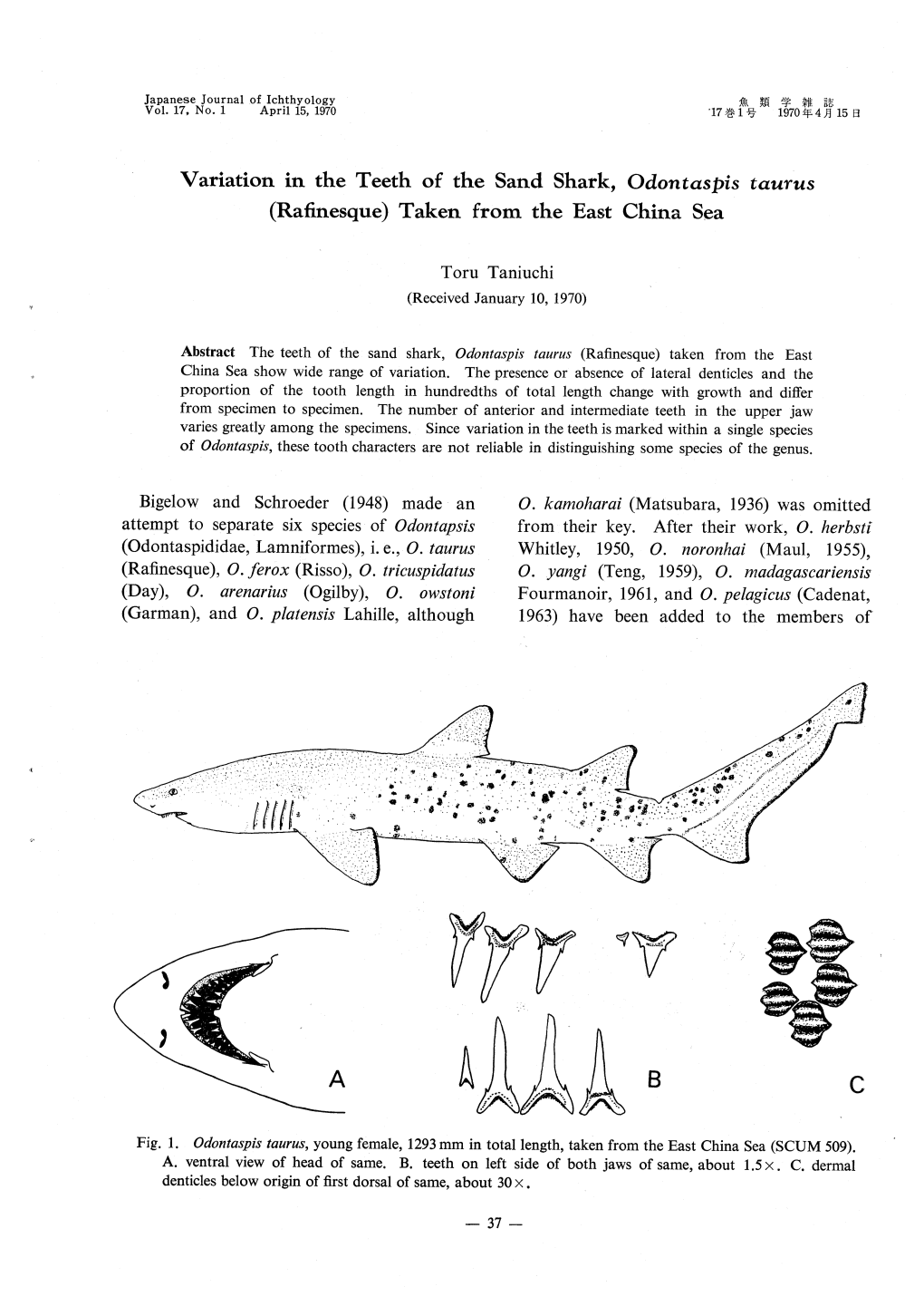 Variation in the Teeth of the Sand Shark,Odontaspis Taurus (Rafinesque)Taken from the East China Sea