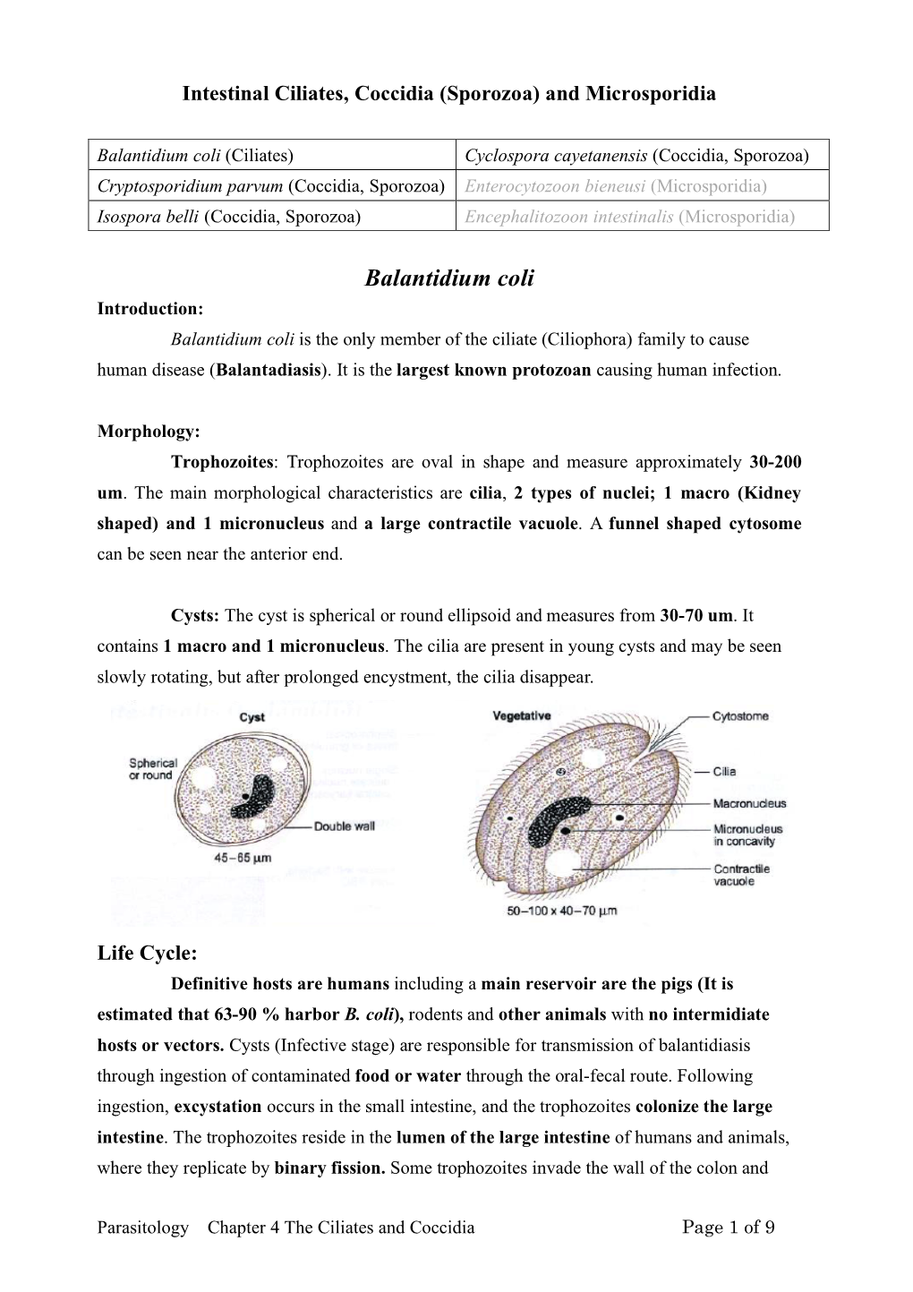 Balantidium Coli