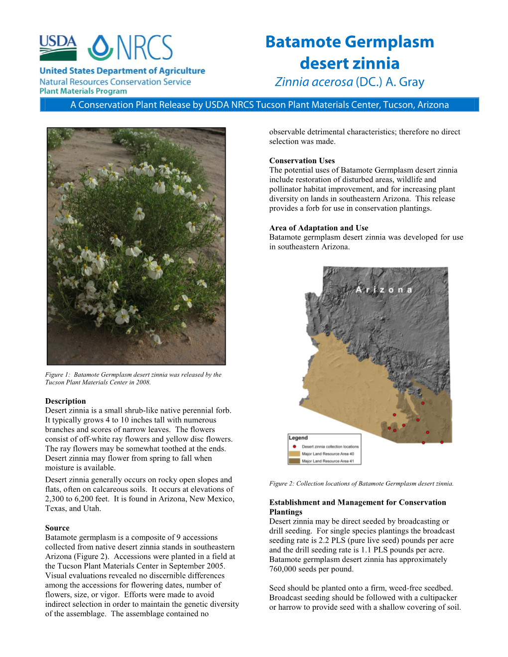 Batamote Germplasm Desert Zinnia (Ainnia Acerosa)