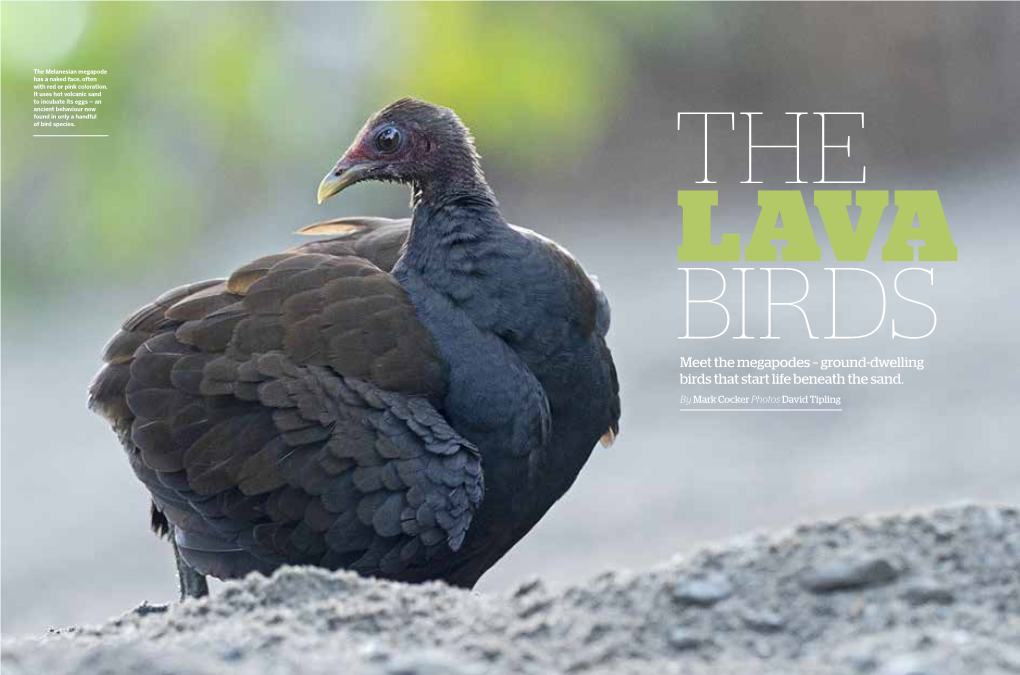 Meet the Megapodes – Ground-Dwelling Birds That Start Life Beneath the Sand