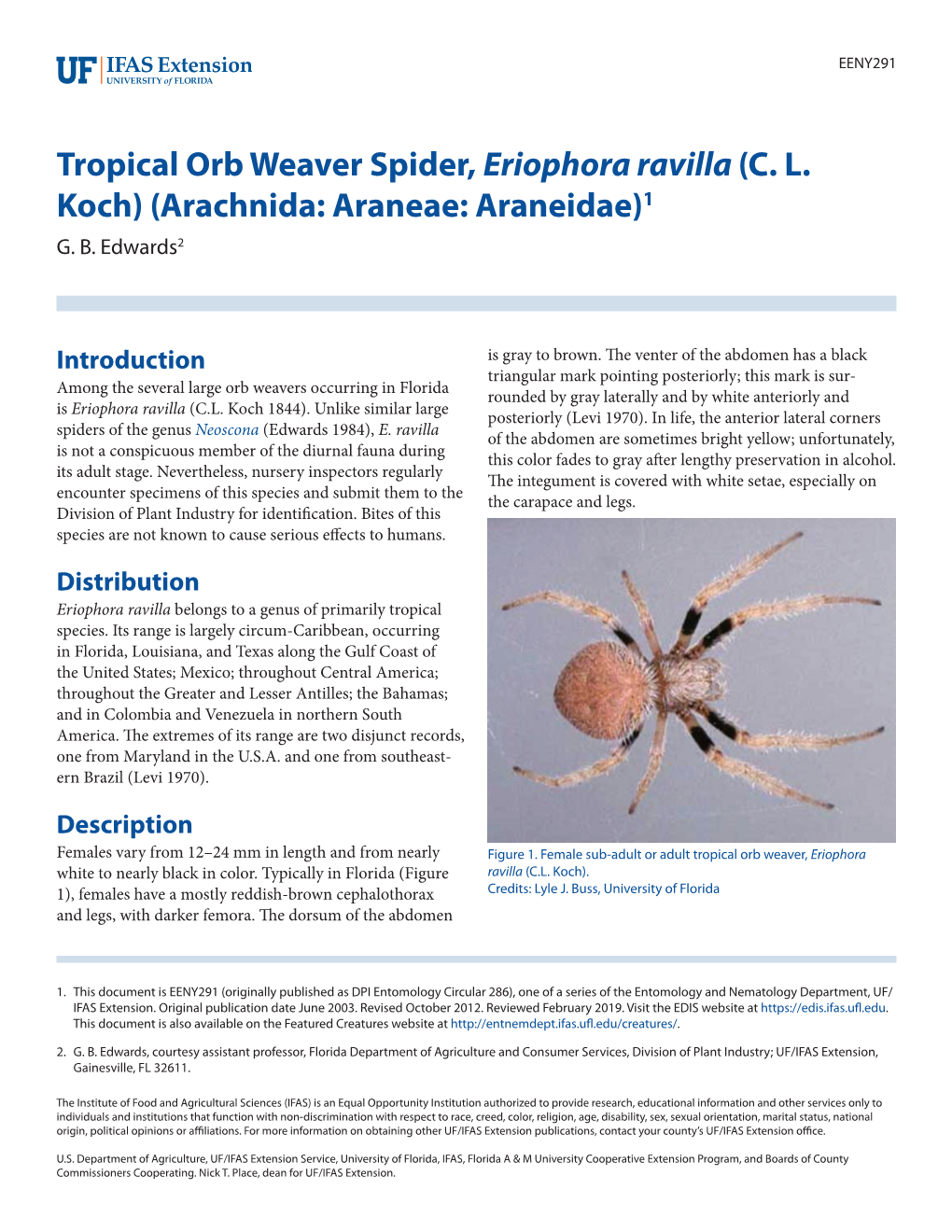 Tropical Orb Weaver Spider, Eriophora Ravilla (CL Koch)