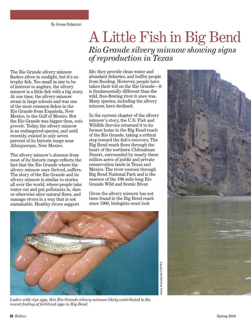 A Little Fish in Big Bend Rio Grande Silvery Minnow Showing Signs of Reproduction in Texas