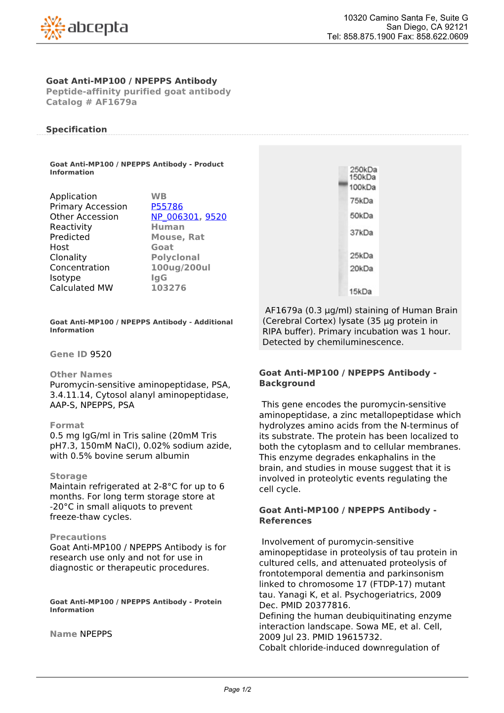 Goat Anti-MP100 / NPEPPS Antibody Peptide-Affinity Purified Goat Antibody Catalog # Af1679a