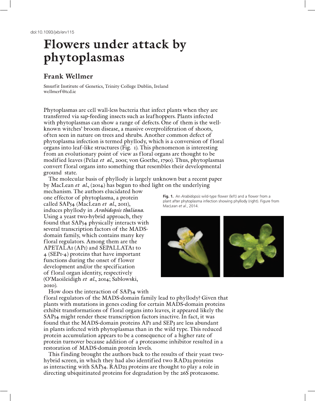 Flowers Under Attack by Phytoplasmas
