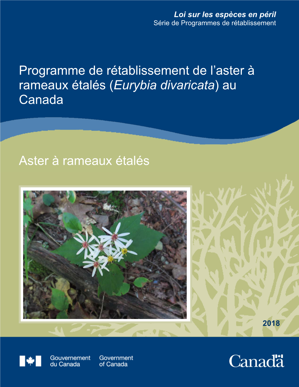 Aster À Rameaux Étalés (Eurybia Divaricata) Au Canada