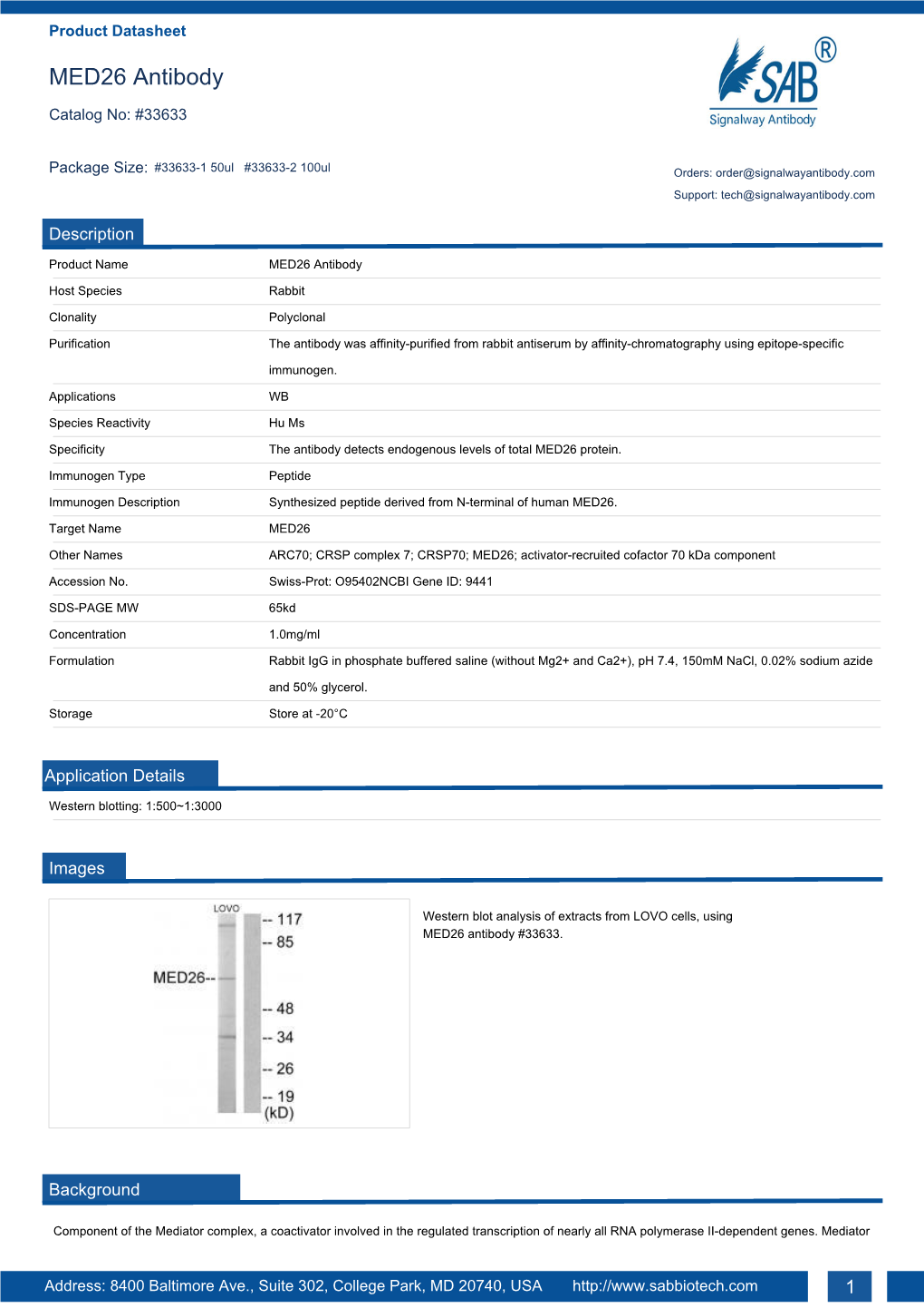 MED26 Antibody