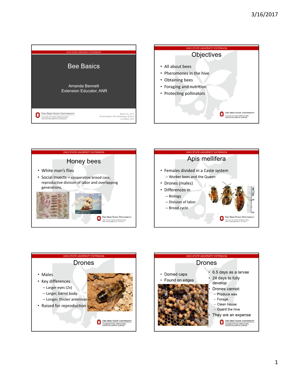 Bee Basics Objectives Honey Bees Apis Mellifera Drones Drones