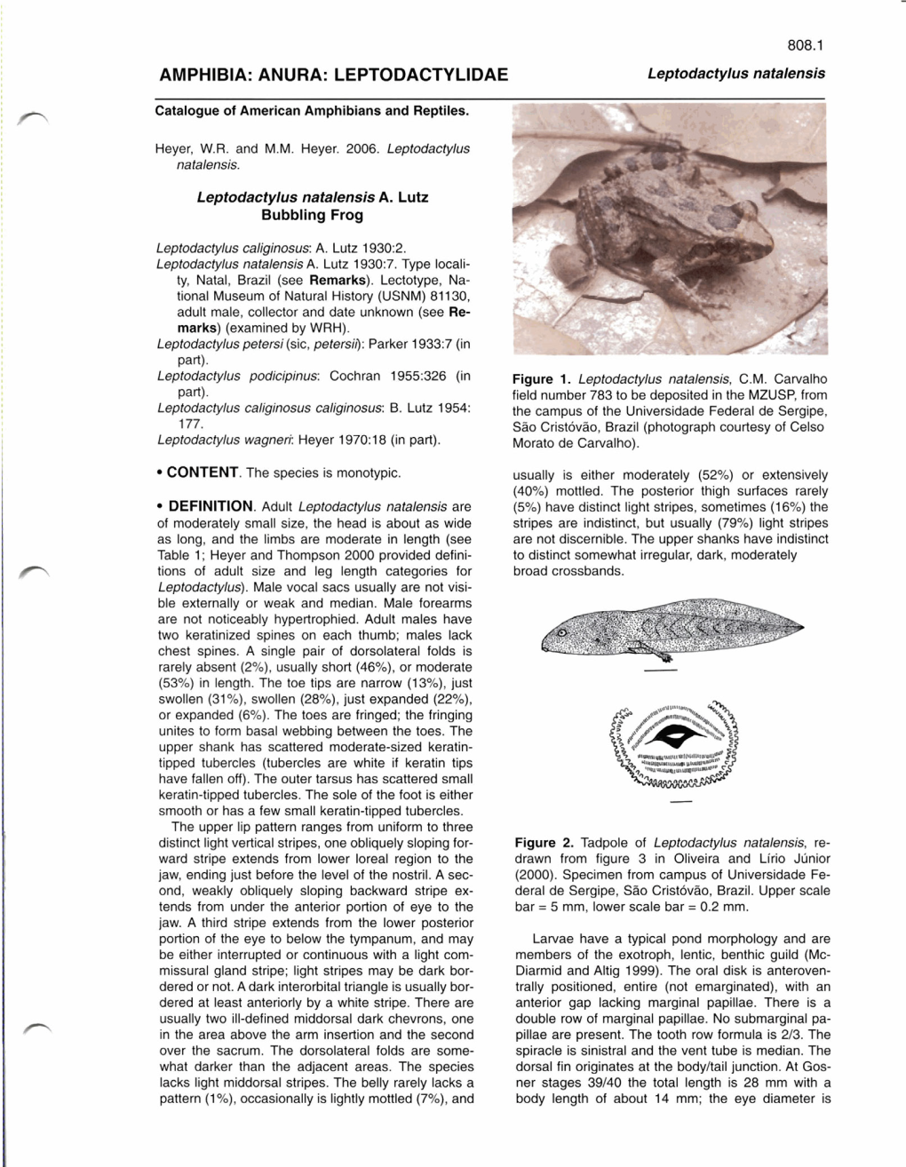 AMPHIBIA: ANURA: LEPTODACTY Lldae