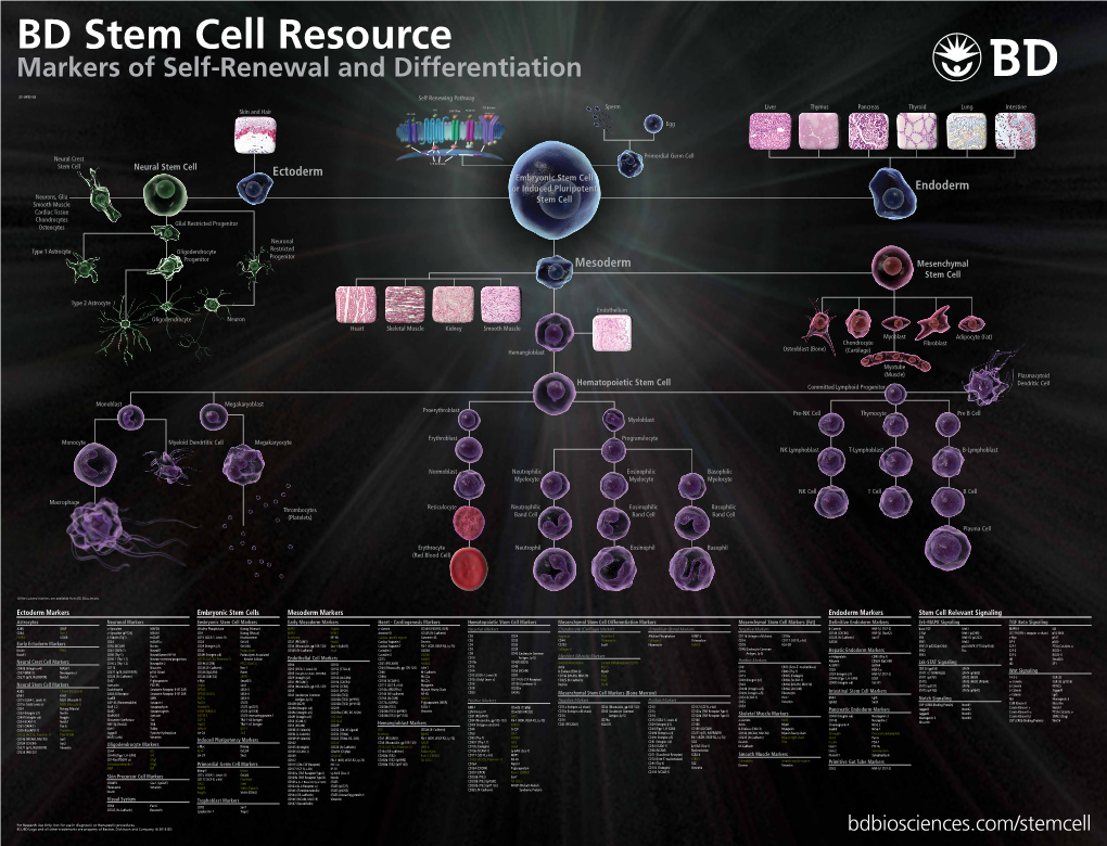 BD Stem Cell Resource Markers of Self-Renewal and Differentiation