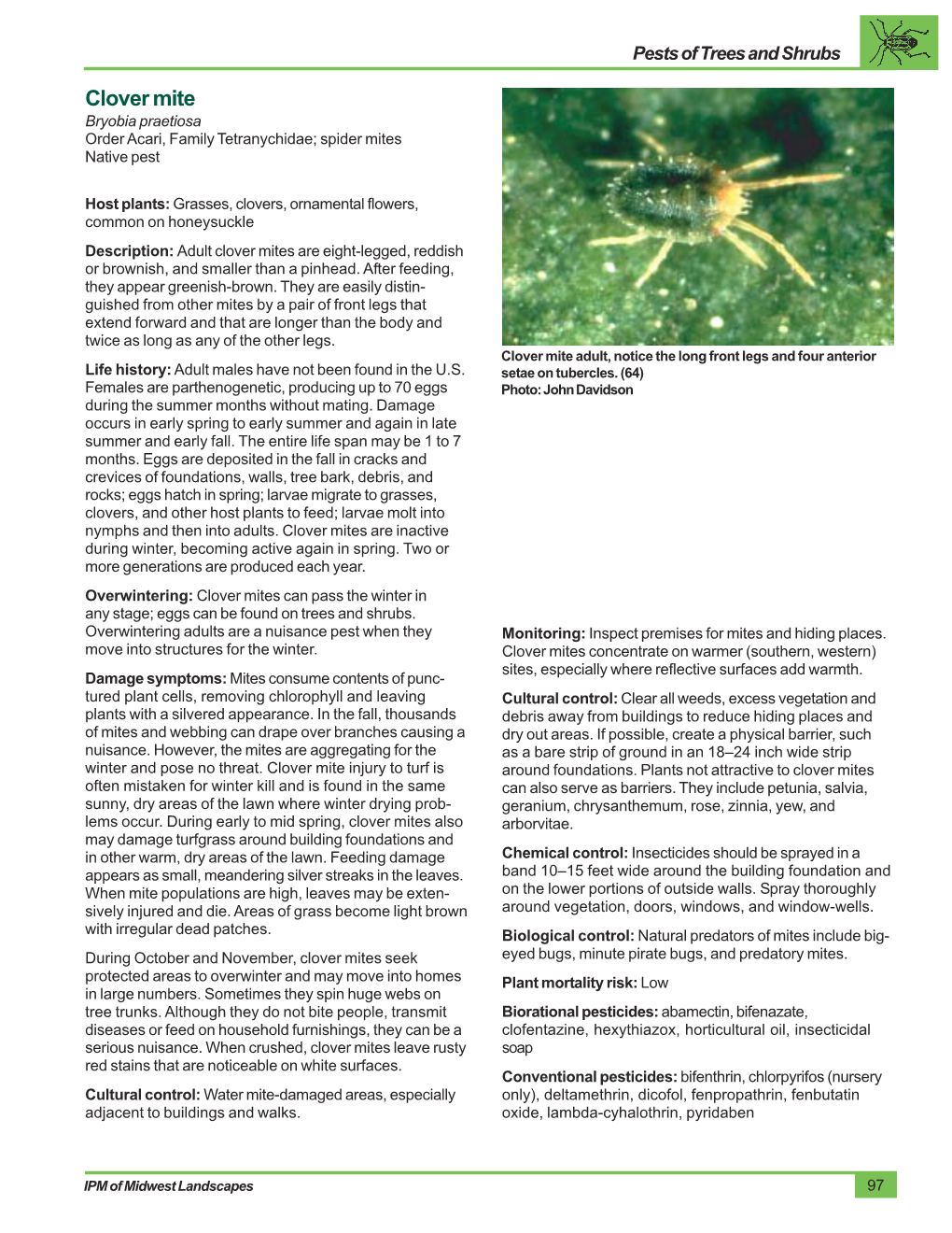 Clover Mite Bryobia Praetiosa Order Acari, Family Tetranychidae; Spider Mites Native Pest