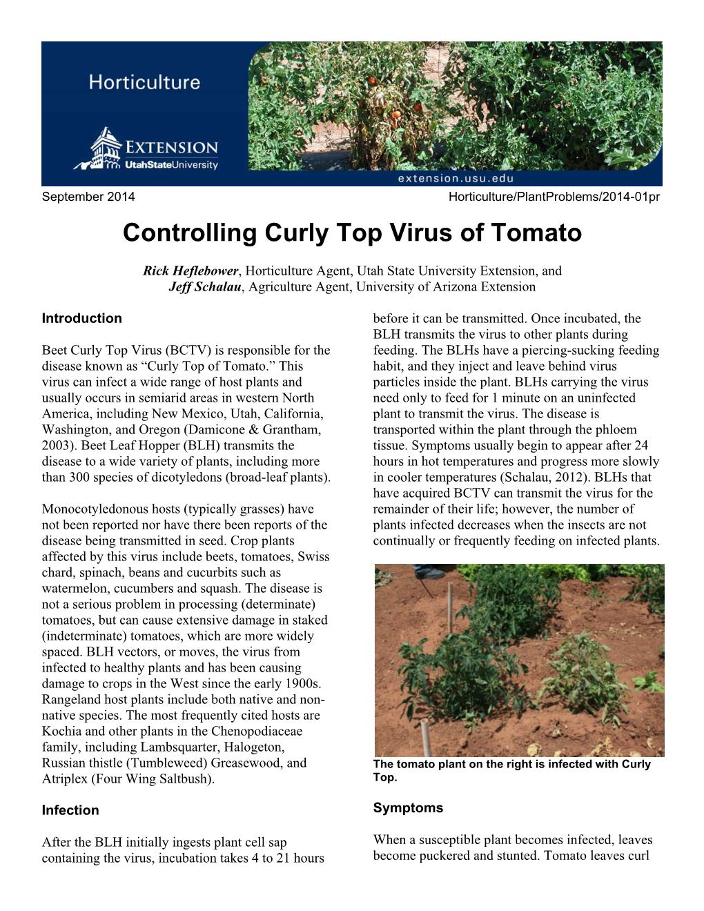 Controlling Curly Top Virus of Tomato