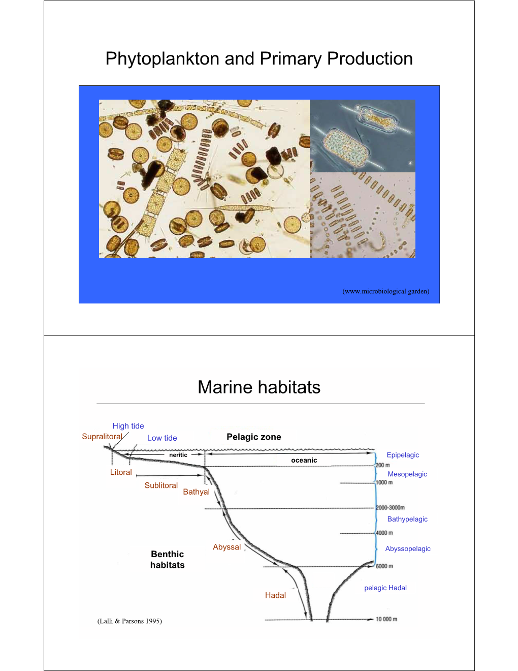 Phytoplankton and Primary Production