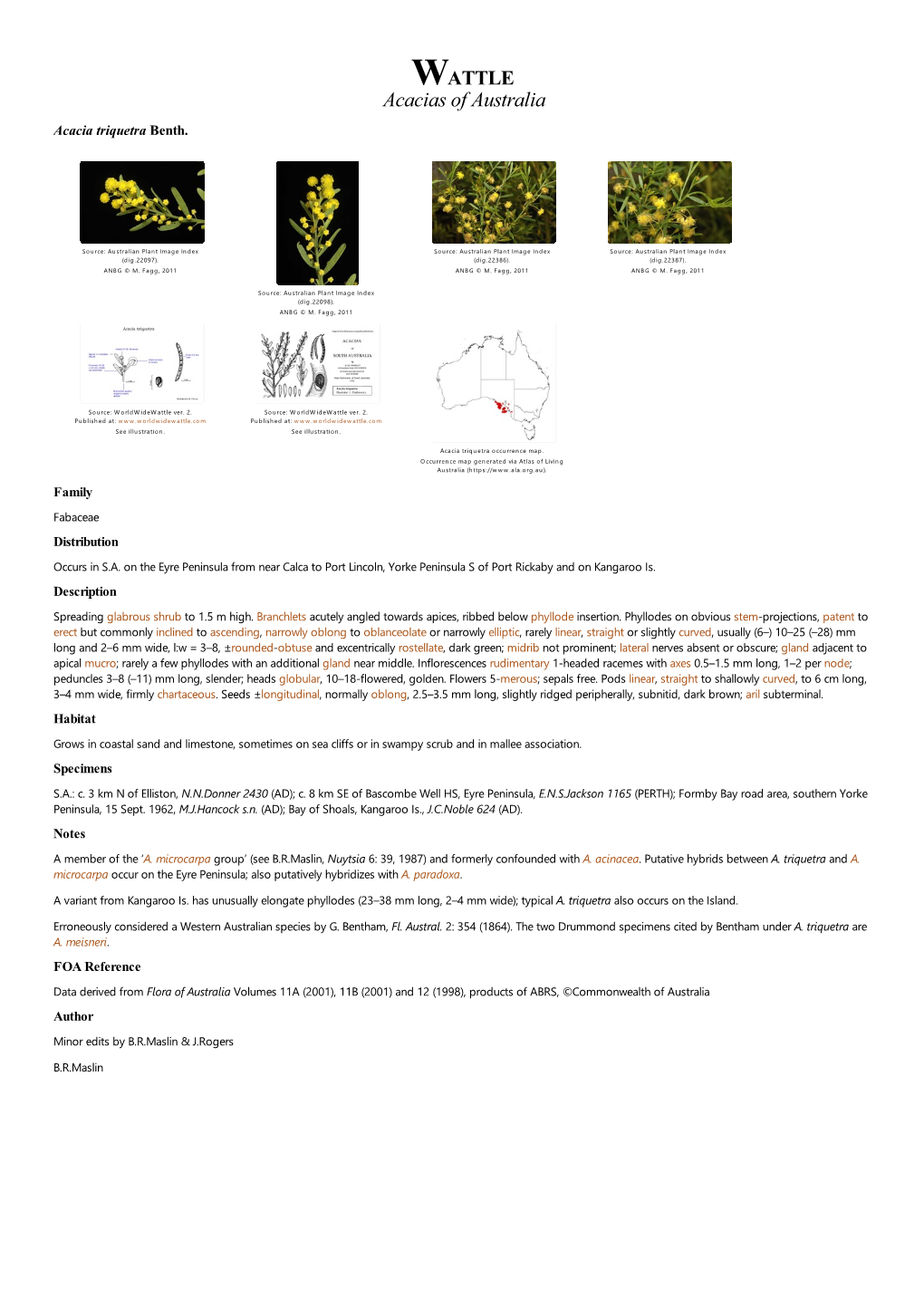 Acacia Triquetra Benth