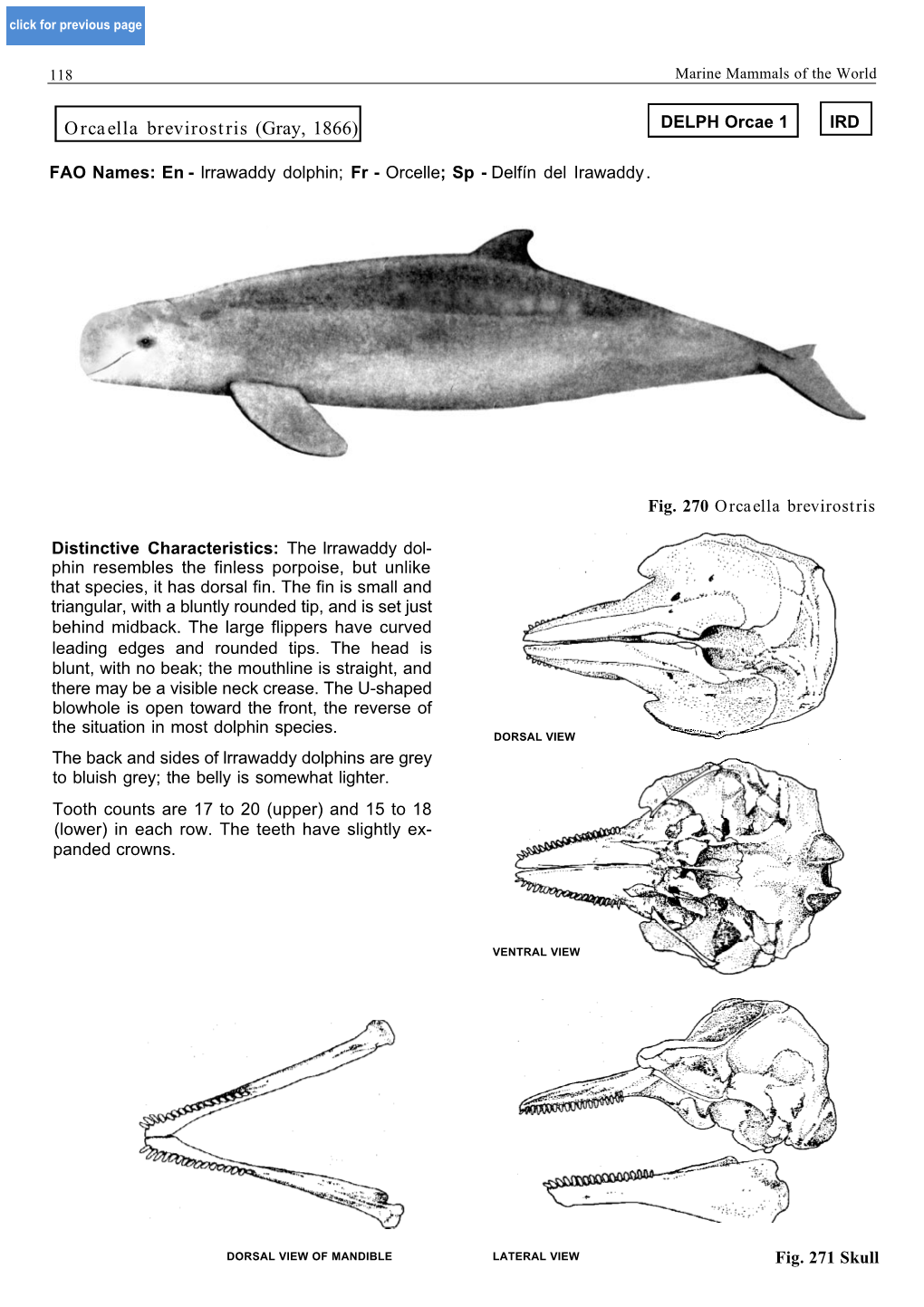 Orcaella Brevirostris Orcinus Orca Globicephala Melas